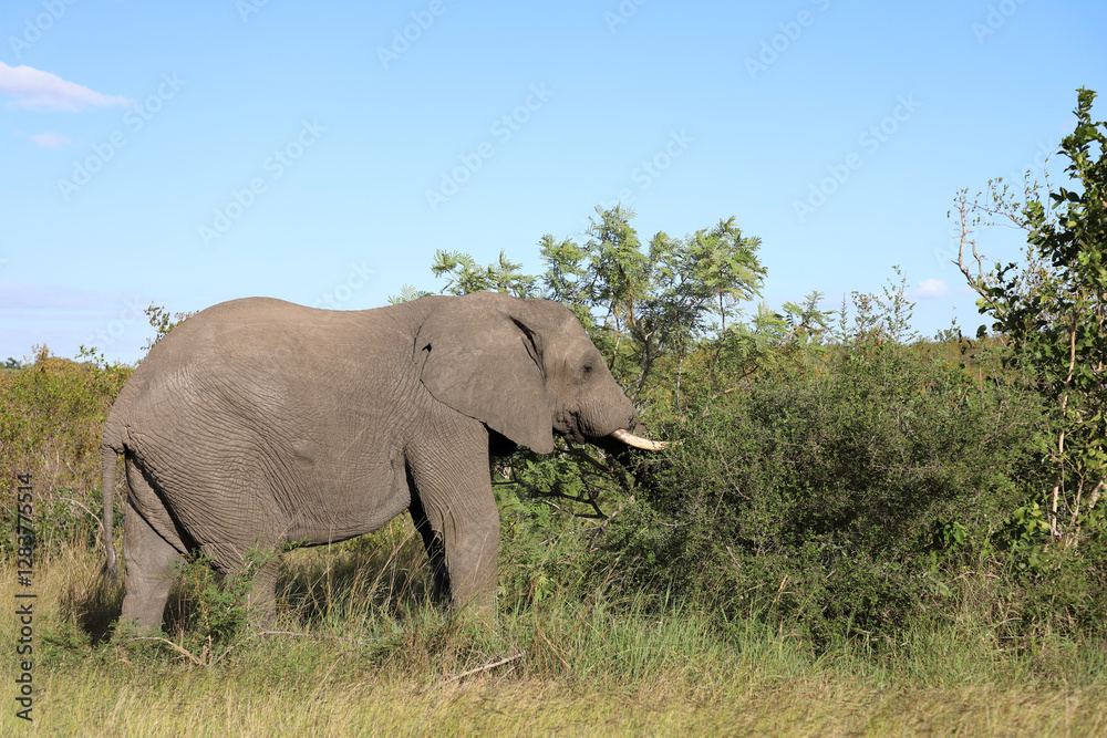 Naklejka premium Afrikanischer Elefant / African elephant / Loxodonta africana