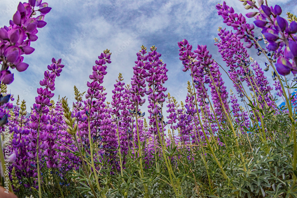 Naklejka premium Looking up at giant lupine wildflowers. field of lavender