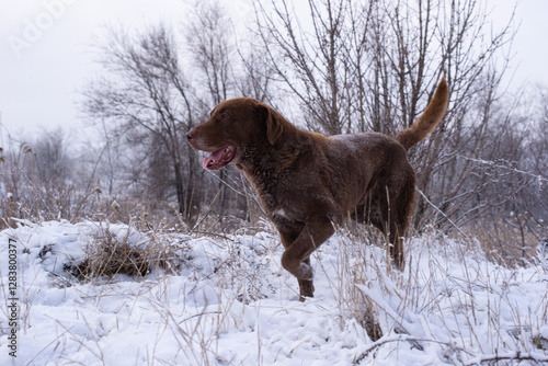 Happy Chesapeake Bay Retriever on a winter walk