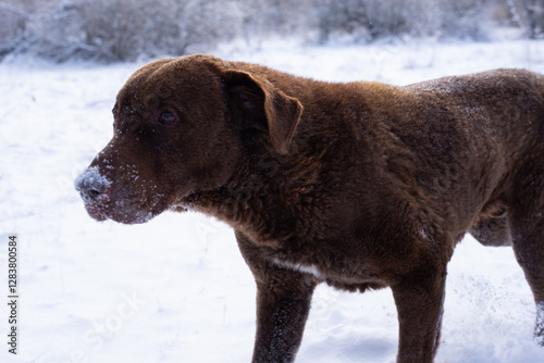 Happy Chesapeake Bay Retriever on a winter walk