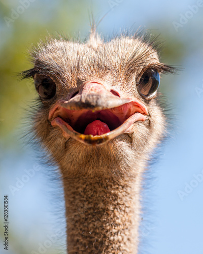 eSwatini, Swaziland, Mlilwane Wildlife Sanctuary, Common Ostrich (Struthio camelus australis) photo