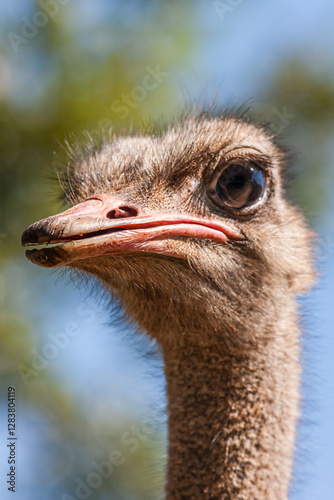eSwatini, Swaziland, Mlilwane Wildlife Sanctuary, Common Ostrich (Struthio camelus australis) photo