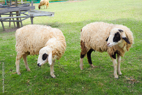 Many sheep are eating green grass on the farm.