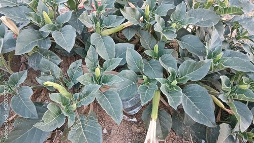 Datura innoxia, known as pricklyburr, recurved thorn-apple, downy thorn-apple, Indian-apple, lovache, moonflower, nacazcul, toloatzin, toloaxihuitl, tolguache toloache