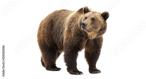 Big brown bear isolated on transparent background photo