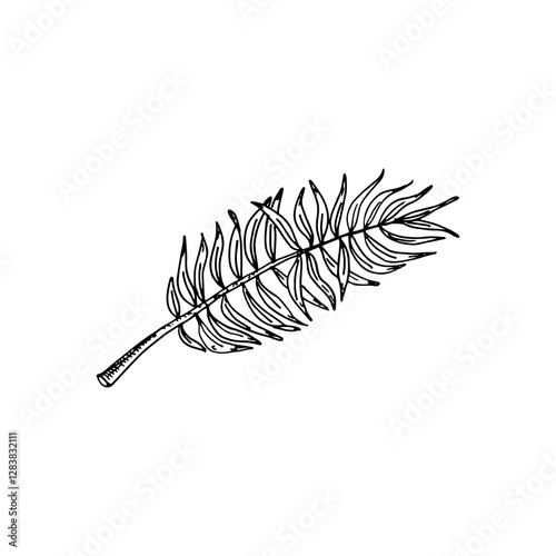 Fern frond line art hand-drawn doodle cartoon sketch of a natural element.