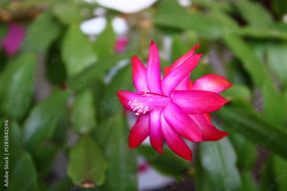 Schlumbergera truncata, the false Christmas cactus, is a species of plant in the family Cactaceae. Schlumbergera truncata, the false Christmas cactus, is a species of plant in the family Cactaceae.