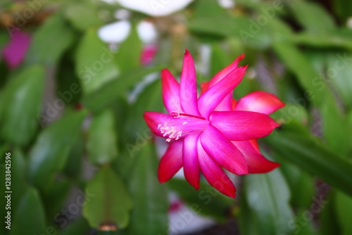 Schlumbergera truncata, the false Christmas cactus, is a species of plant in the family Cactaceae. 