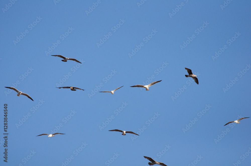 Seagulls soaring against a clear blue sky, symbolizing freedom and serenity Seagulls soaring against a clear blue sky, symbolizing freedom and serenity