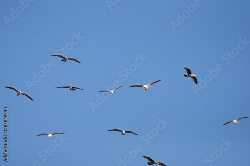 Seagulls soaring against a clear blue sky, symbolizing freedom and serenity photo