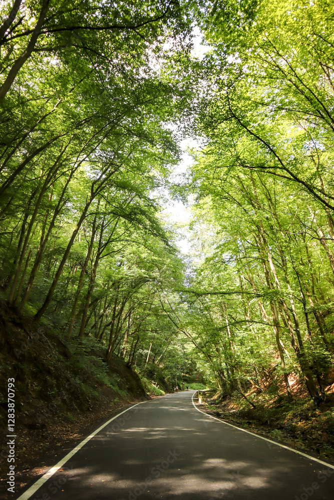 Fototapeta premium Green tunnel of trees over the road