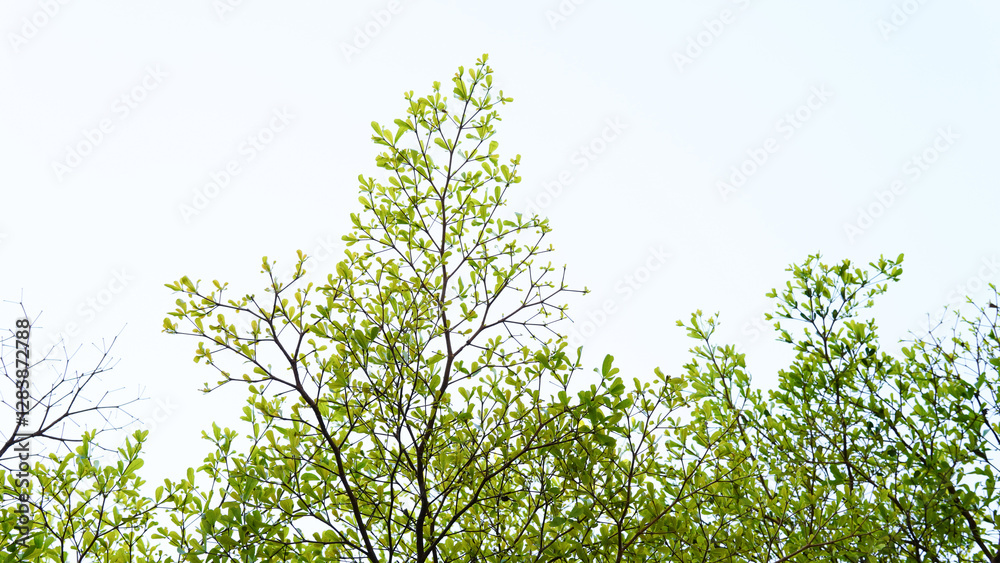 Obraz premium Top branch of Ivory Coast Almond tree spread beautifully against the sky. Leaves texture and bright sky background. Travel in nice day, nature, sustainability, and landscape. Morning sky and branch.