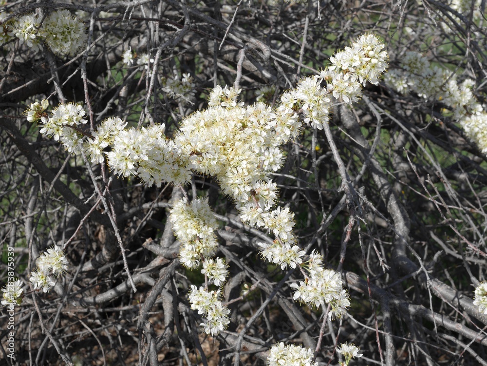 American Plum tree flowers, Colorado American Plum tree flowers, Colorado