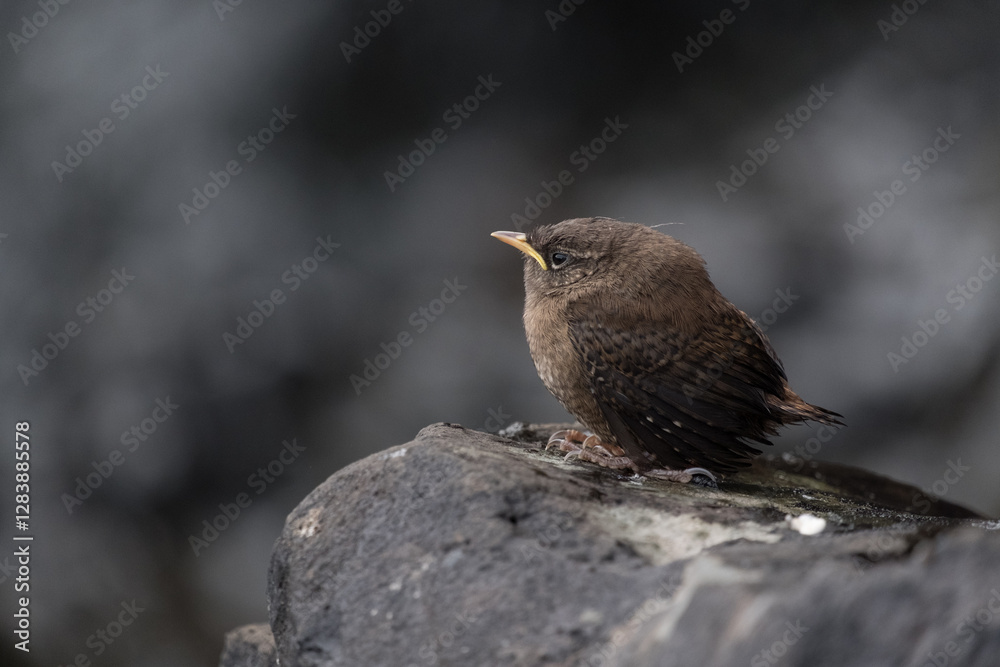 A wren perches on a rock in East Iceland, showcasing its intricate plumage in a rugged environment A wren perches on a rock in East Iceland, showcasing its intricate plumage in a rugged environment