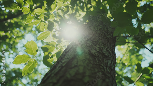 Bright sunlight filtering through verdant foliage, casting golden lens flare across textured tree bark