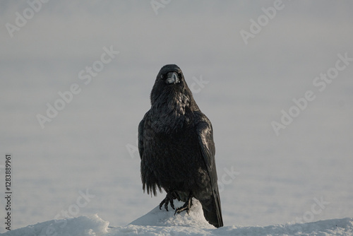 A black crow perched on snow in Sólheimajökull, South Iceland, with a misty winter backdrop