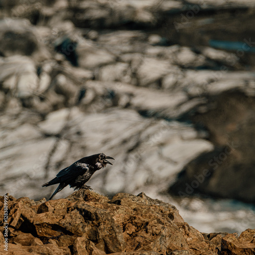 A black crow calling out while perched on rugged rocks at Skaftafellsjökull, South Iceland