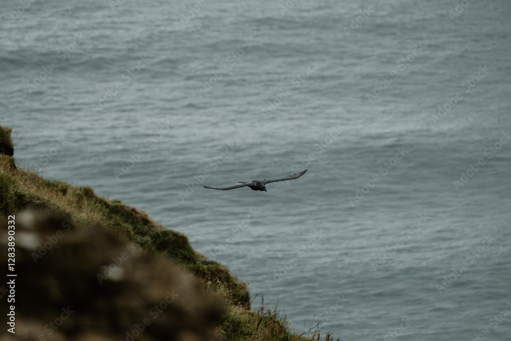A black crow soars over the coastal cliffs of Dyrhólaey, South Iceland, above the North Atlantic Ocean A black crow soars over the coastal cliffs of Dyrhólaey, South Iceland, above the North Atlantic Ocean