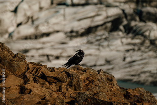 A black crow calling out while perched on rugged rocks at Skaftafellsjökull, South Iceland