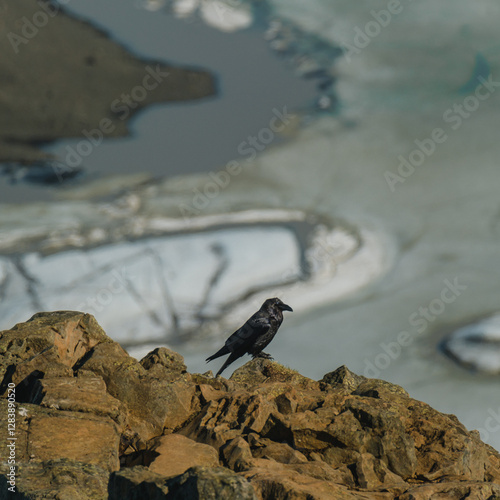 A black crow calling out while perched on rugged rocks at Skaftafellsjökull, South Iceland