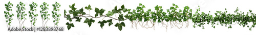 Lush green ivy vines climbing and cascading over a concrete or brick wall creating a verdant and nature inspired backdrop or texture