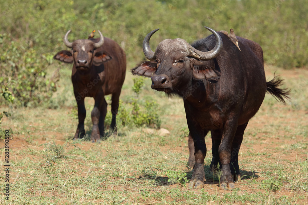 Kaffernbüffel / African buffalo / Syncerus caffer Kaffernbüffel / African buffalo / Syncerus caffer