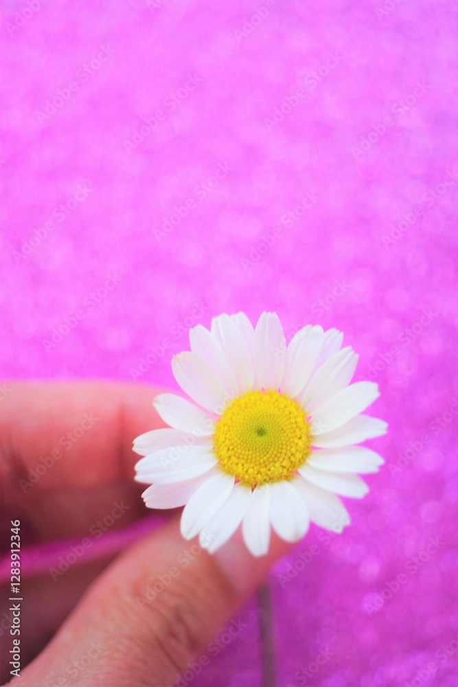 Female fingers with white chamomile on a vivid pink background Female fingers with white chamomile on a vivid pink background