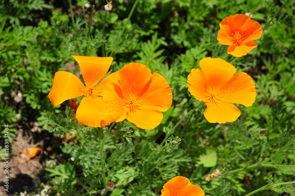 California poppies bloom in sun with golden petals in lush green meadow California poppies bloom in sun with golden petals in lush green meadow