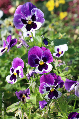 violet (lat. Viola) blooms in the summer park