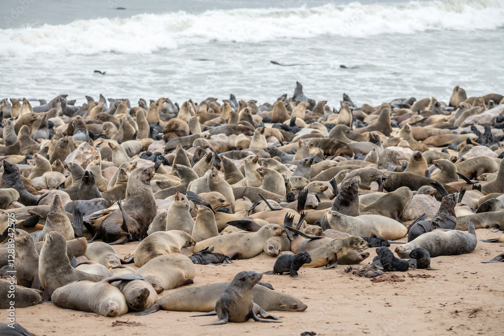 miryad of Seals on sand beach at large colony, Cape Cross, Namibia