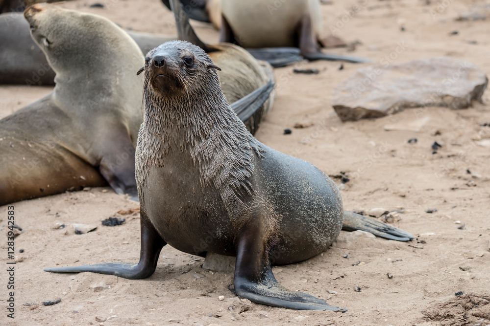 black Seal on sand at large colony, Cape Cross, Namibia