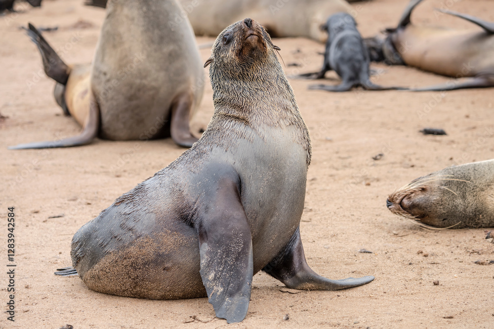 black Seal sitting on sand at large colony, Cape Cross, Namibia