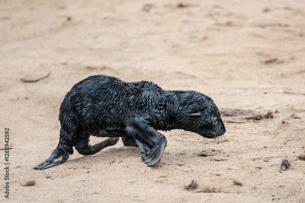 young Seal pup on sand at large colony, Cape Cross, Namibia