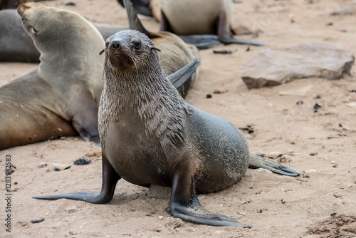 Obraz na płótnie black Seal on sand at large colony, Cape Cross, Namibia w salonie