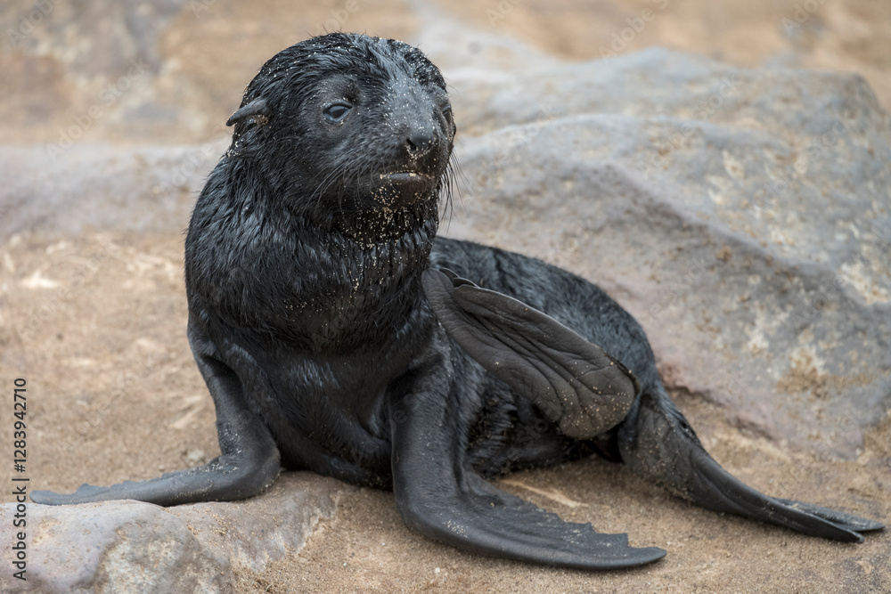 young Seal pup on rocks at large colony, Cape Cross, Namibia