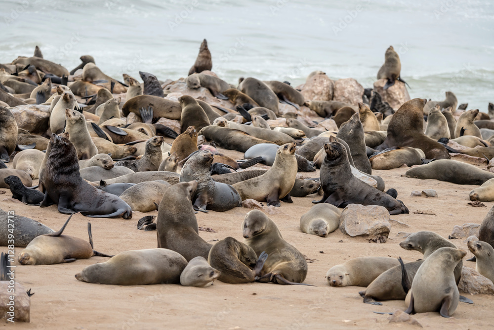 miryad of laying down Seals on sand beach at large colony, Cape Cross, Namibia