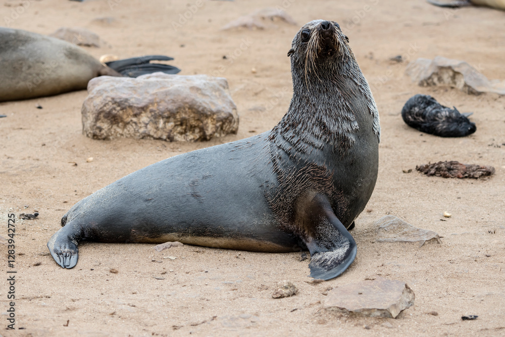 female black Seal on sand at large colony, Cape Cross, Namibia