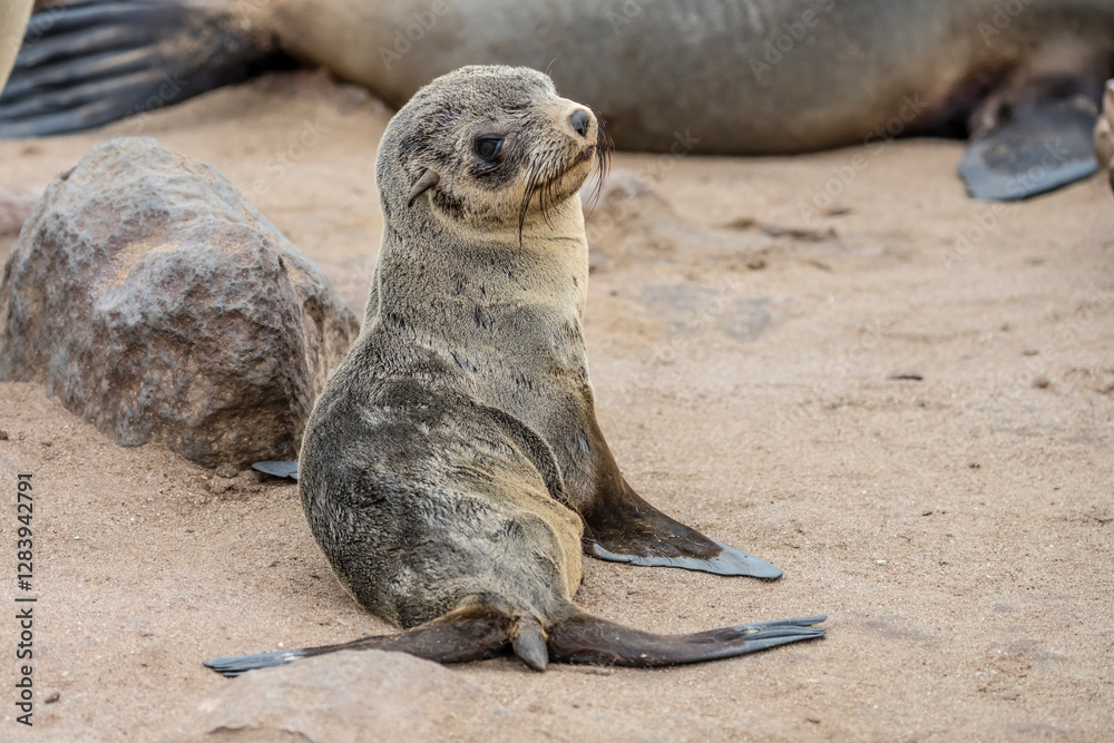 young Seal pup on sand at large colony, Cape Cross, Namibia