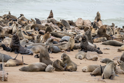 Obraz na płótnie miryad of laying down Seals on sand beach at large colony, Cape Cross, Namibia w salonie