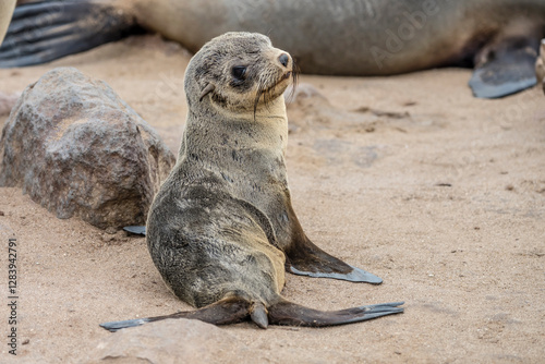 Obraz na płótnie young Seal pup on sand at large colony, Cape Cross, Namibia w salonie