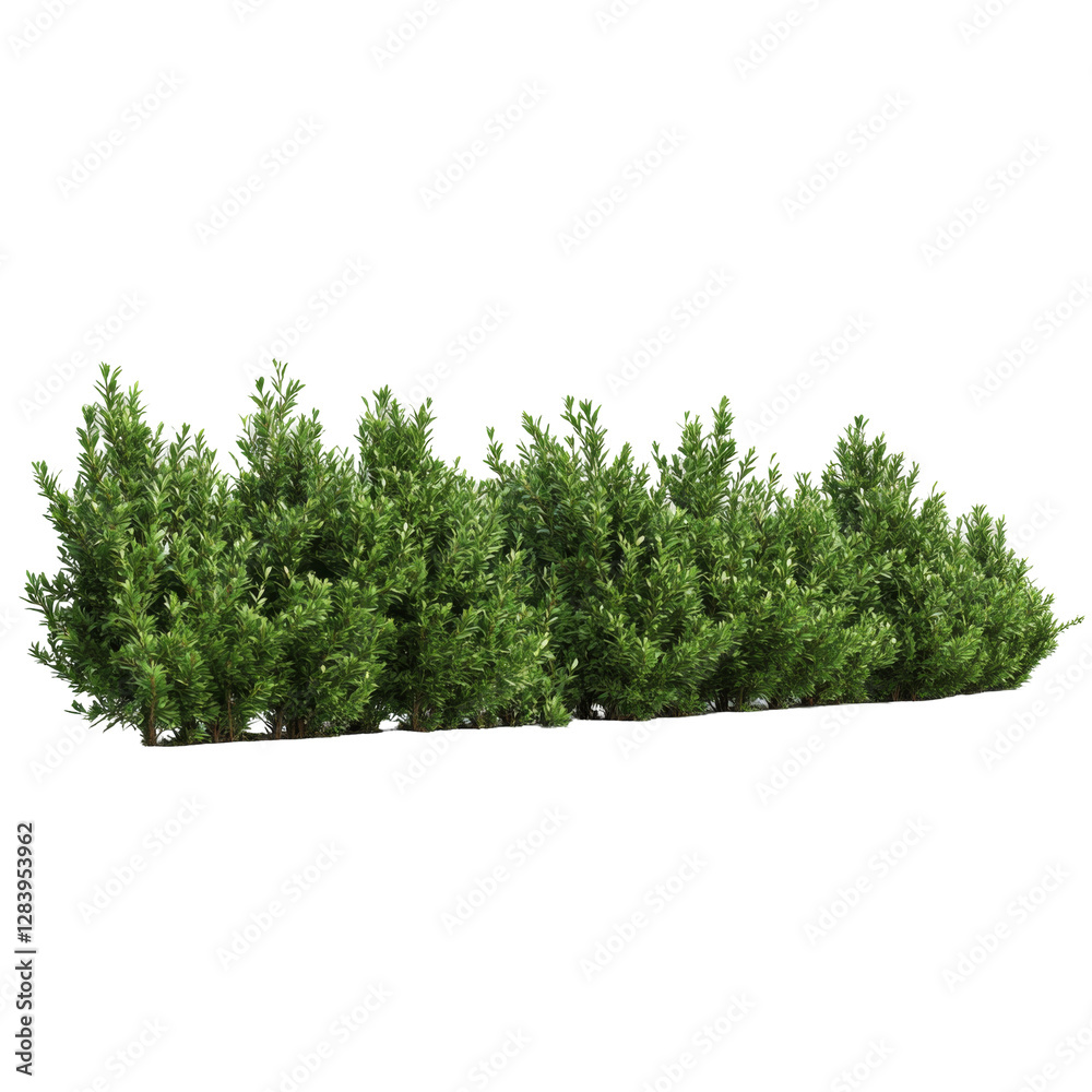 Fototapeta premium Lush green shrubbery garden png image transparent background natural environment side view botanical concept