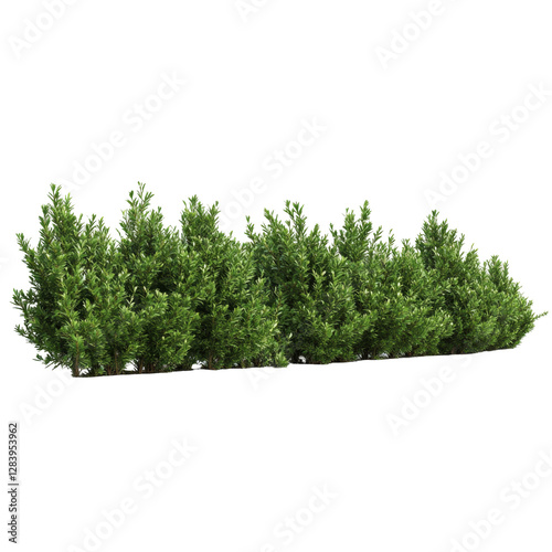Lush green shrubbery garden png image transparent background natural environment side view botanical concept