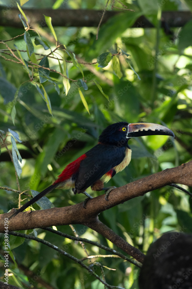 Fototapeta premium toucan on a branch