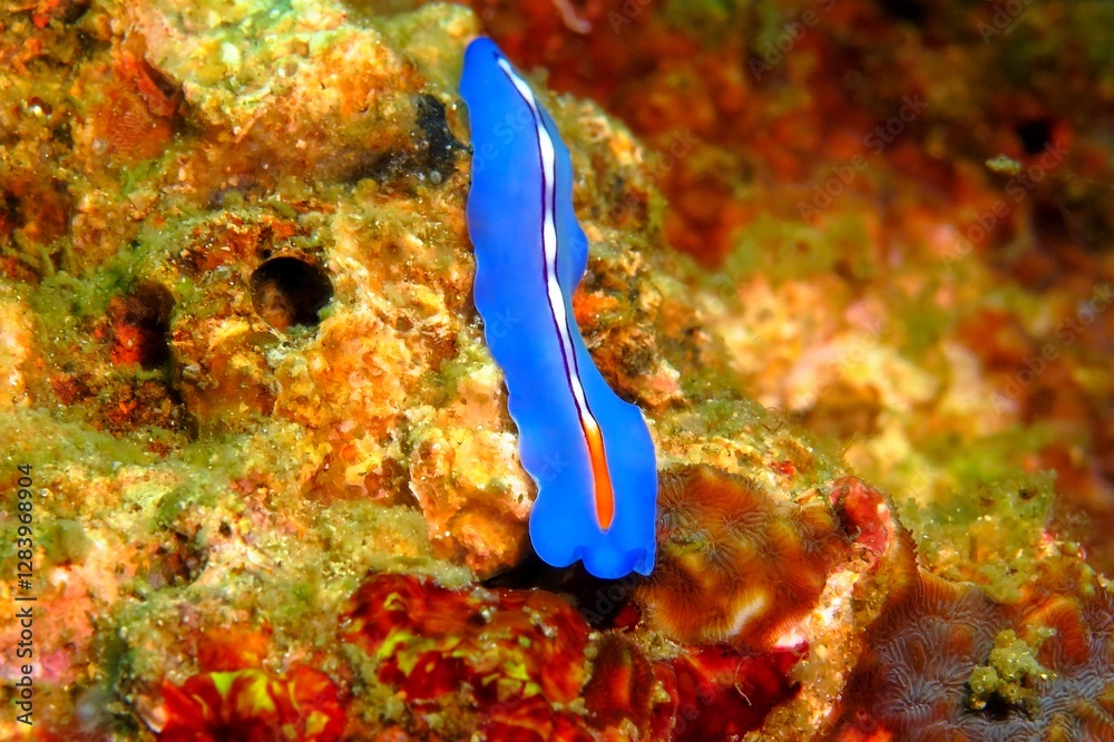 Blue racing stripe flatworm (sea slug) on the coral reef. Colorful underwater marine life, macro photography. Scuba diving with animals in the tropical ocean, travel picture. Blue racing stripe flatworm (sea slug) on the coral reef. Colorful underwater marine life, macro photography. Scuba diving with animals in the tropical ocean, travel picture.