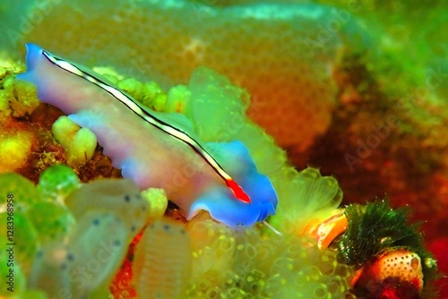 Blue racing stripe flatworm with green christmas tree worm on coral reef garden. Underwater creature. Colorful marine life in the tropical ocean, scuba diving in the sea, wild animals. photo