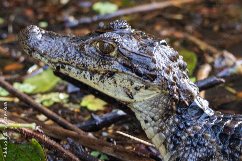 Fototapeta premium alligator Costa Rica