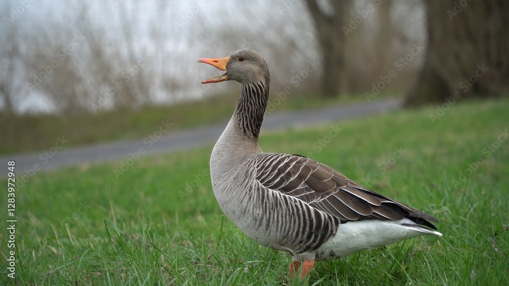A Serene Duck Resting Calmly Near The Riverbank, Surrounded By Lush Greenery, Capturing The Tranquil Beauty Of Wildlife In Its Natural Habitat, Peacefully Coexisting With Nature.
A Serene Duck Resting Calmly Near The Riverbank, Surrounded By Lush Greenery, Capturing The Tranquil Beauty Of Wildlife In Its Natural Habitat, Peacefully Coexisting With Nature.