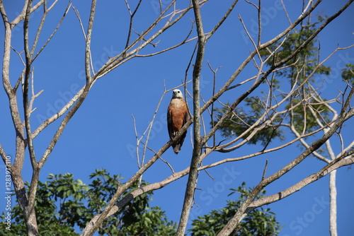 A Black-collared hawk along the Brazo de Mompos River - Santa Cruz de Mompox - Colombia. photo