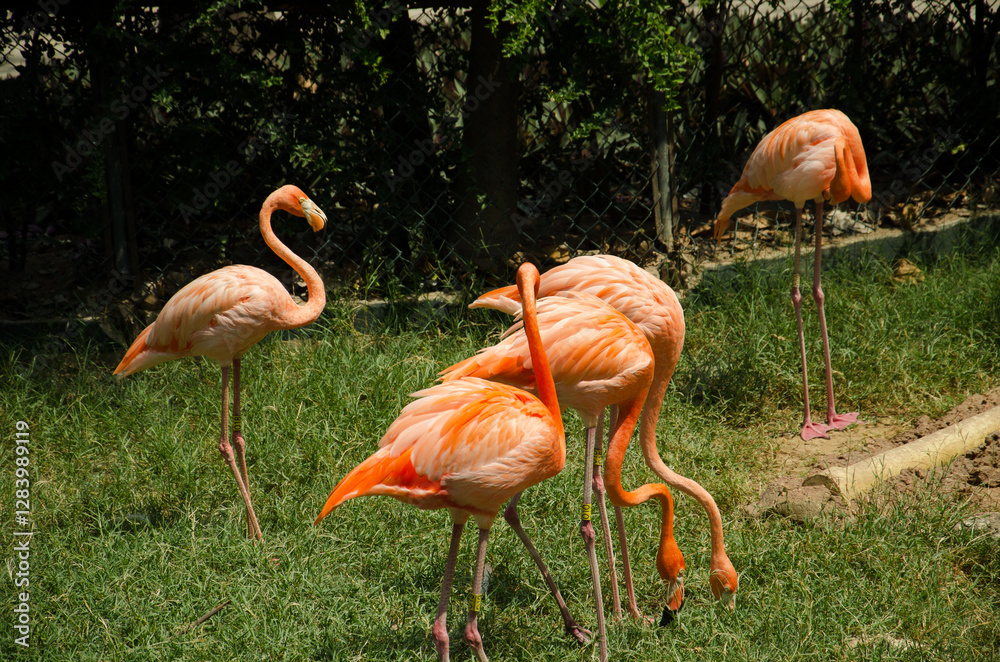 pink flamingo in the zoo pink flamingo in the zoo