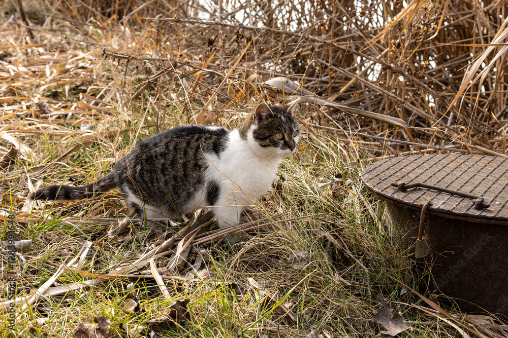 Obraz premium A tabby cat with some white markings sits beside a metal manhole cover.